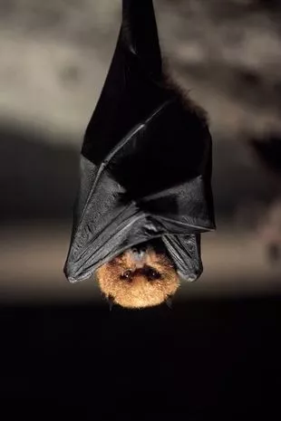 bat